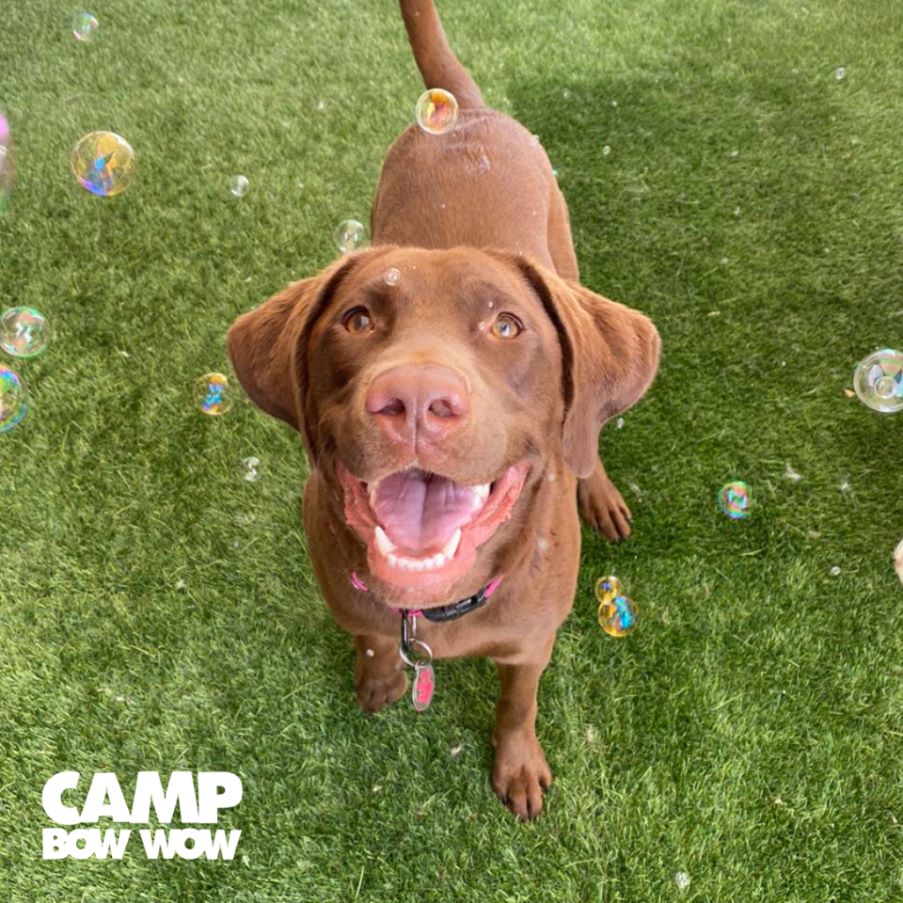 Camp Bow Wow® Unveils Top 5 Large And Small Dog Breeds for 2023