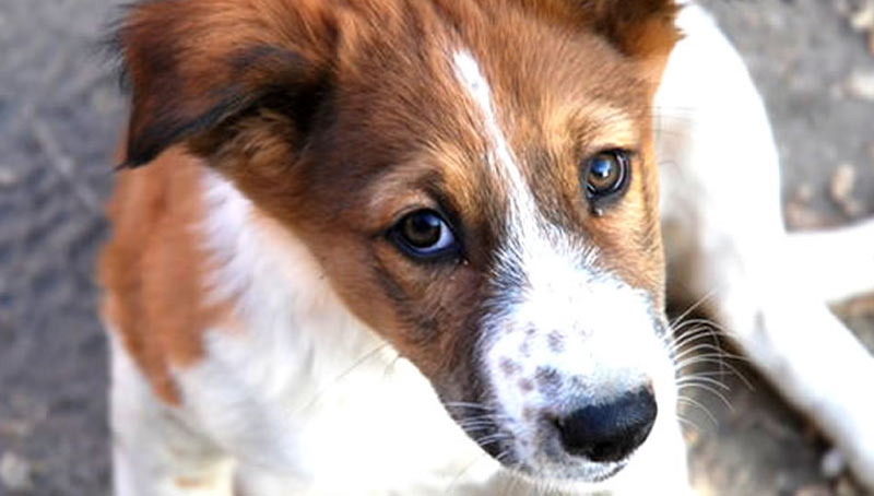 Chem-Dry Partners with the Society for the Prevention of Cruelty to Animals International to Support Pet Rescue Organizations throughout Canada