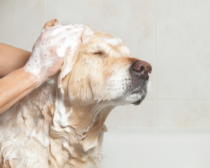 The Pet supplies, accessories, pet care and training sector