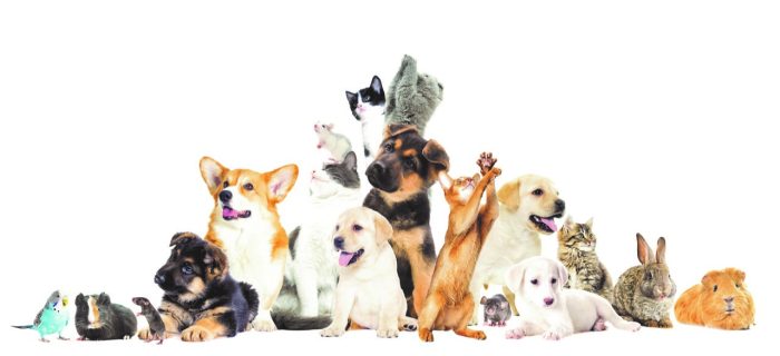 PURR-FECT PET FRANCHISES ARE DOGGONE POPULAR