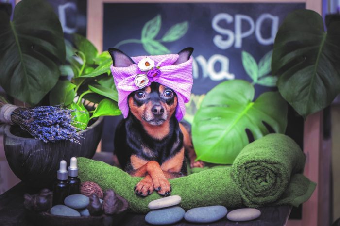 Turn Your Love of Pets into a Profitable Franchise