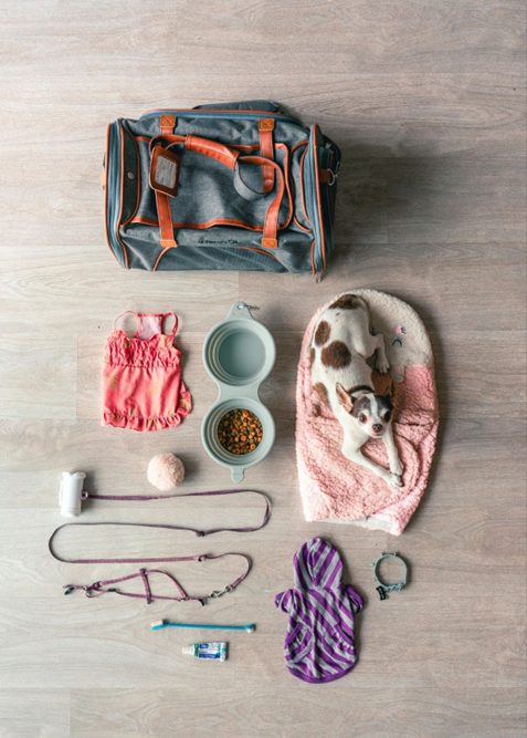 Pet Humanisation and Pet Industry Trends