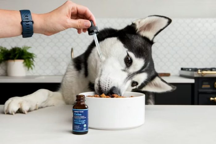 Dog Wellness Essentials: Supplements, Probiotics and Clean-Up Tips